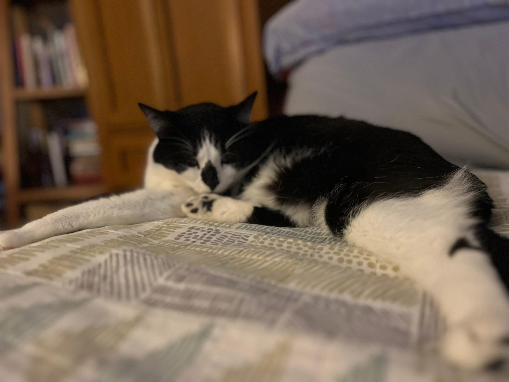 Dottie , ADOPTABLE, Adult Female Domestic Short Hair.