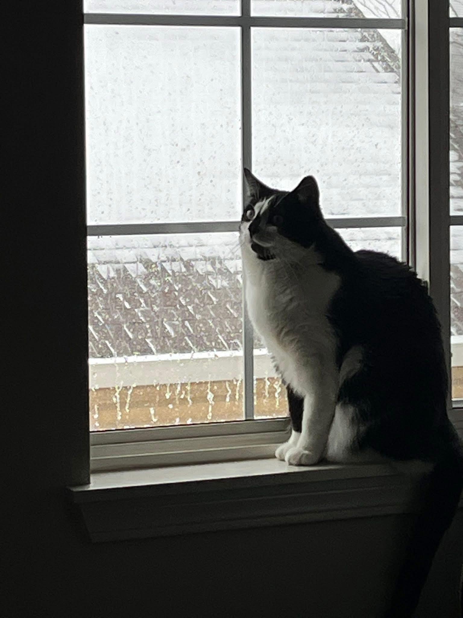 Enlarge Dottie , a ADOPTABLE mixed breed in Orland Park, IL image 3/5