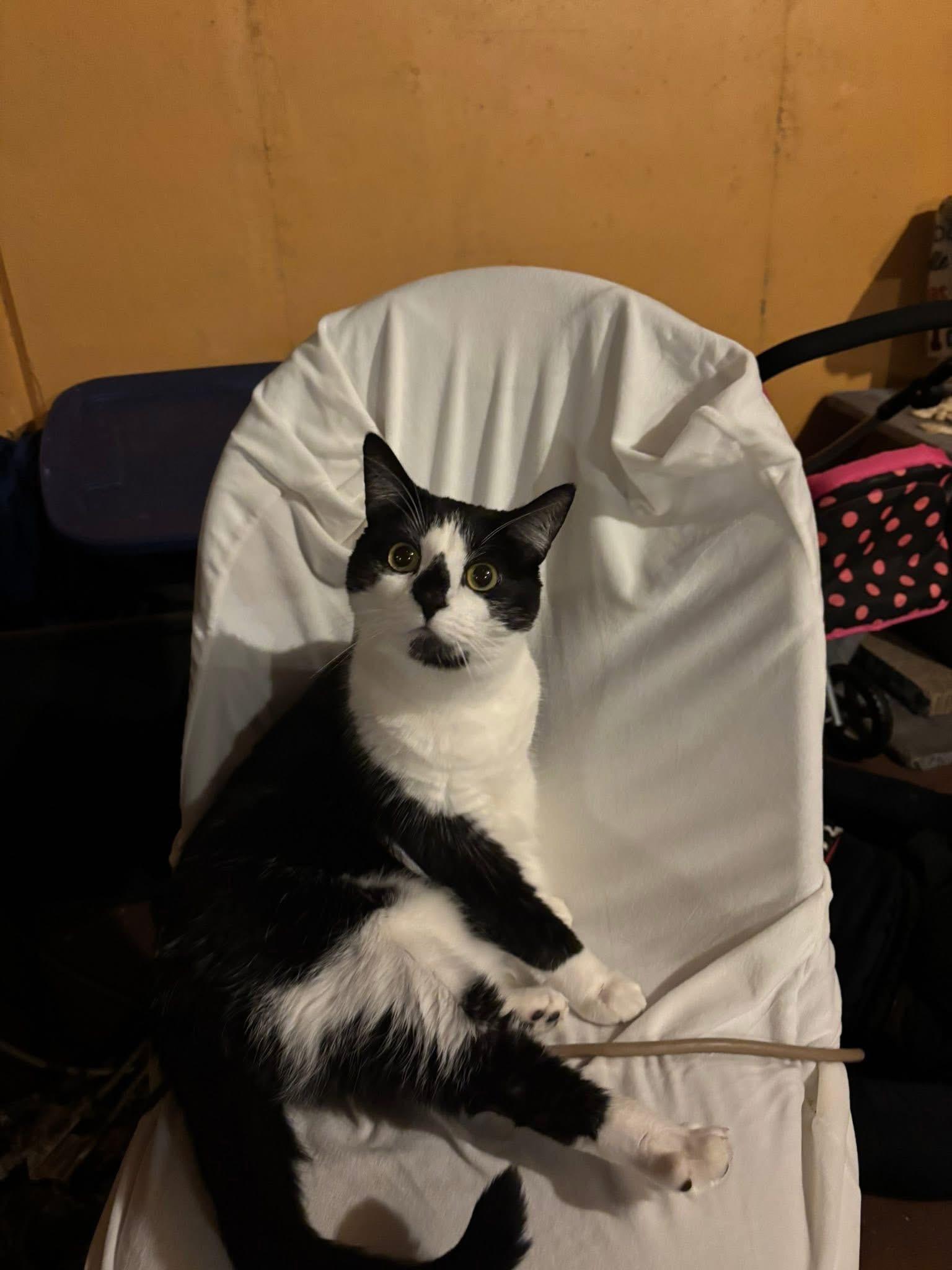 Enlarge Dottie , a ADOPTABLE mixed breed in Orland Park, IL image 4/5