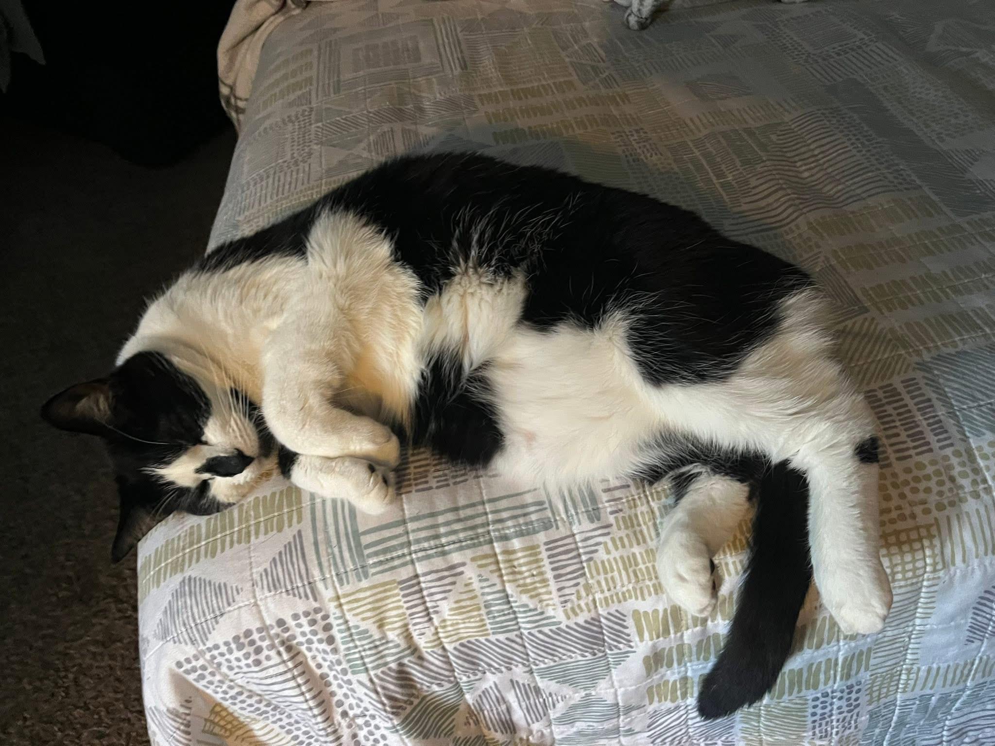 Enlarge Dottie , a ADOPTABLE mixed breed in Orland Park, IL image 5/5