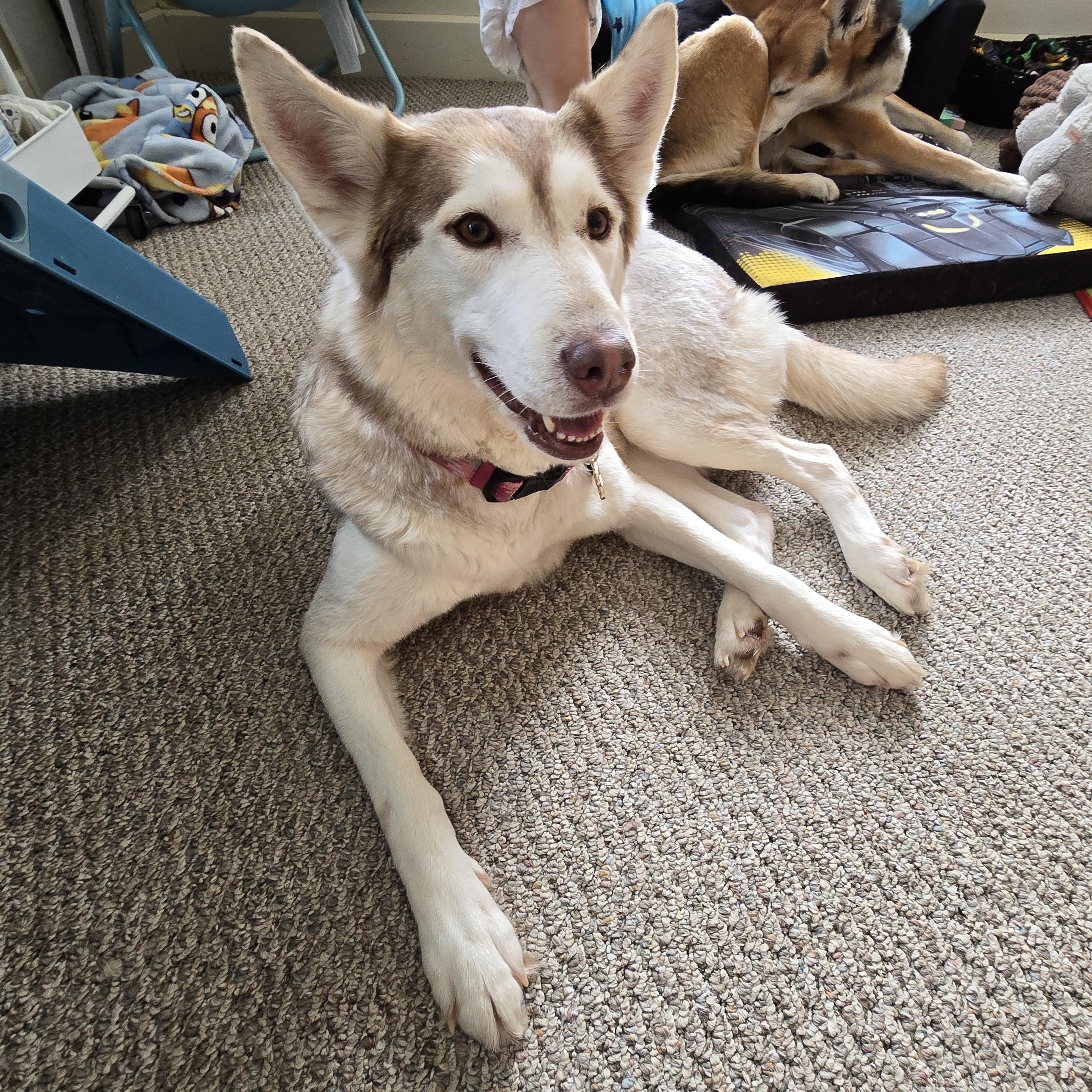 Callie , an adopted mixed breed in South Portland, ME image 3/6