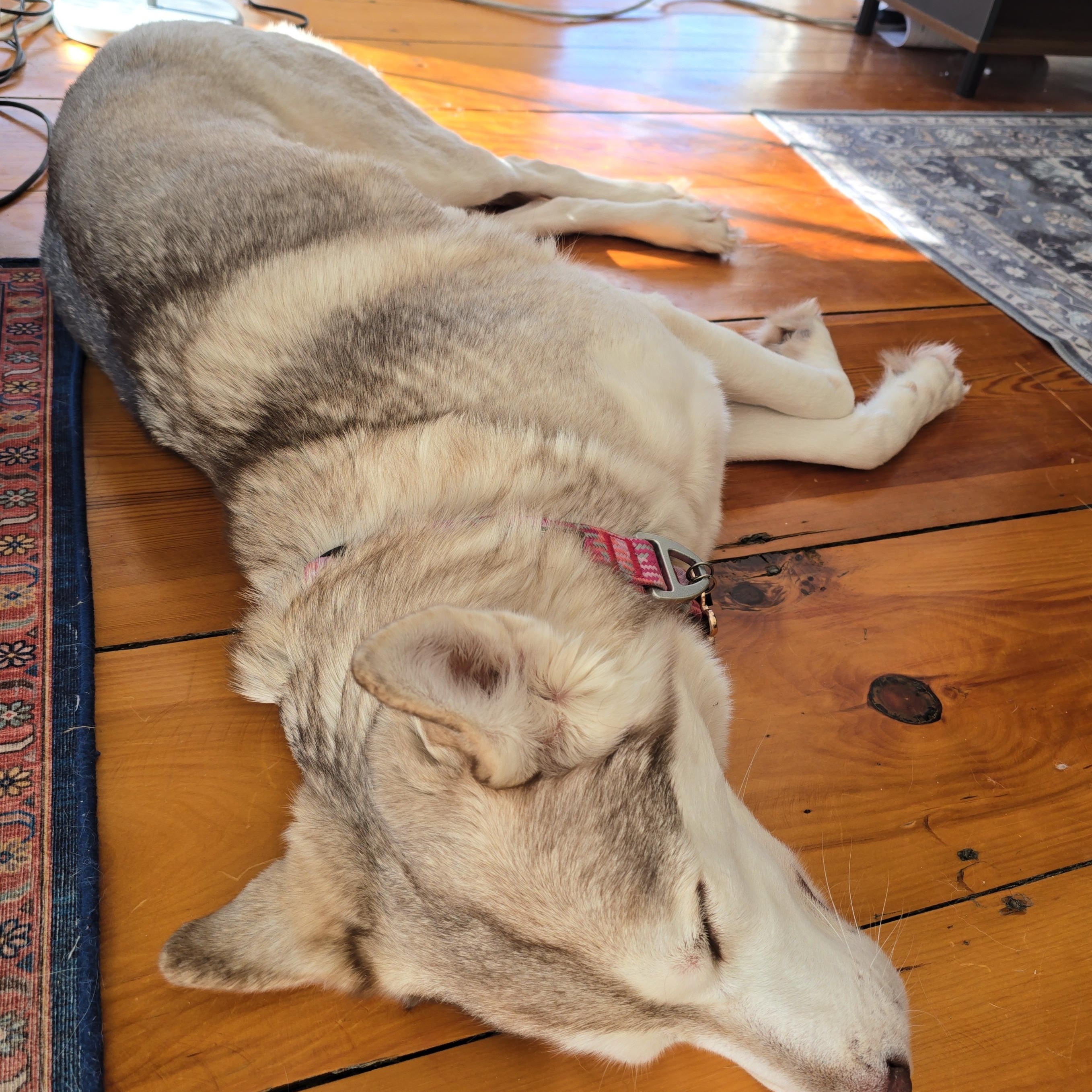 Callie , an adopted mixed breed in South Portland, ME image 6/6