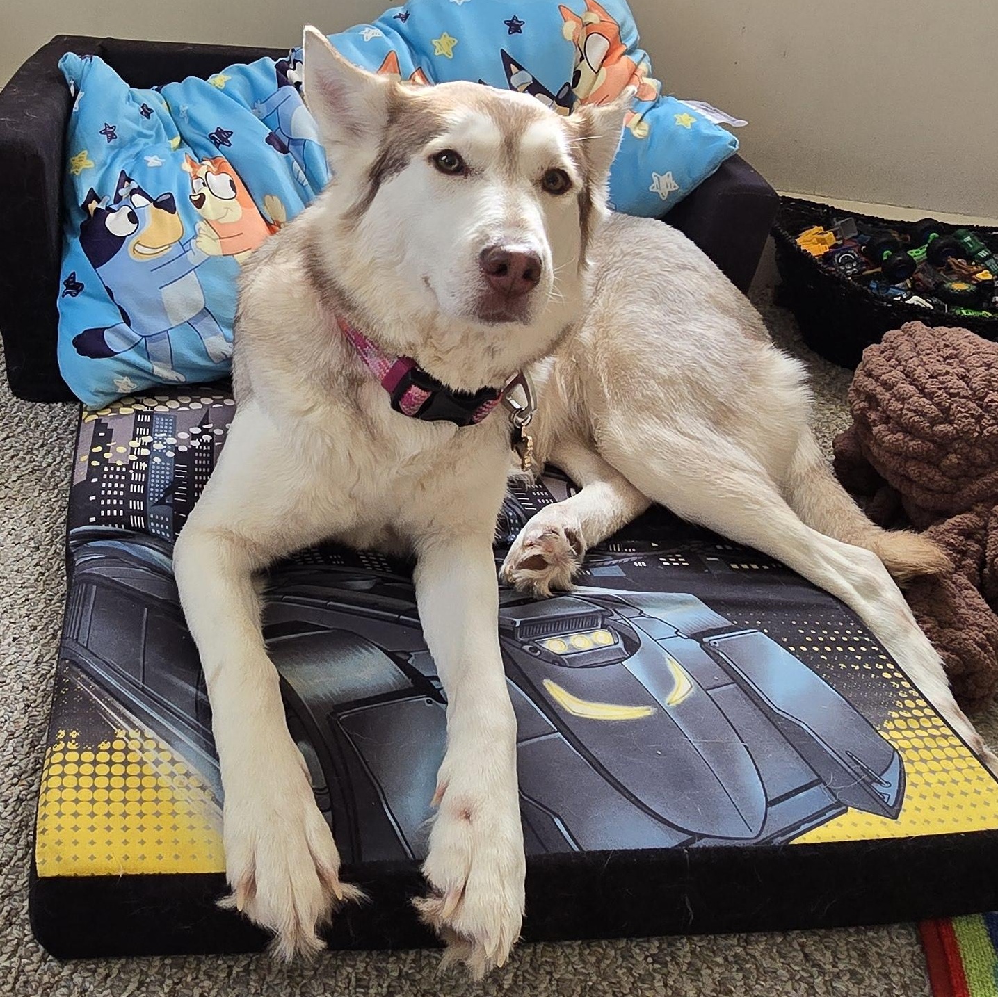 Callie , an adopted mixed breed in South Portland, ME image 5/6