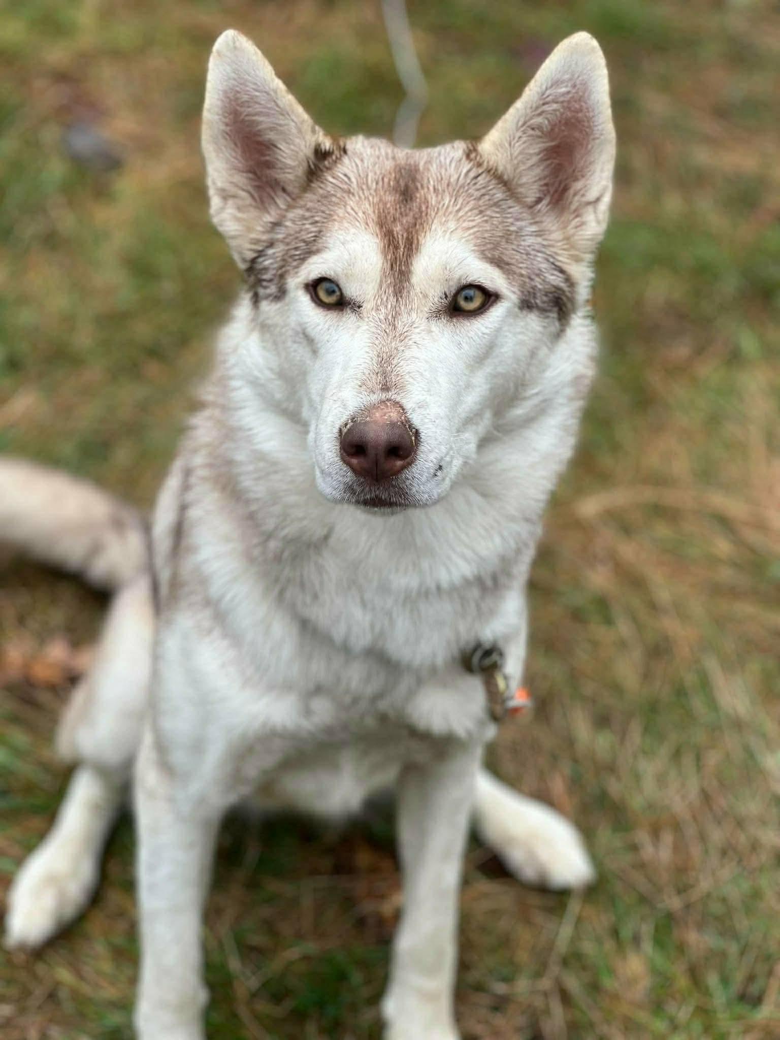 Callie , adopted, Adult Female Husky & Shepherd.