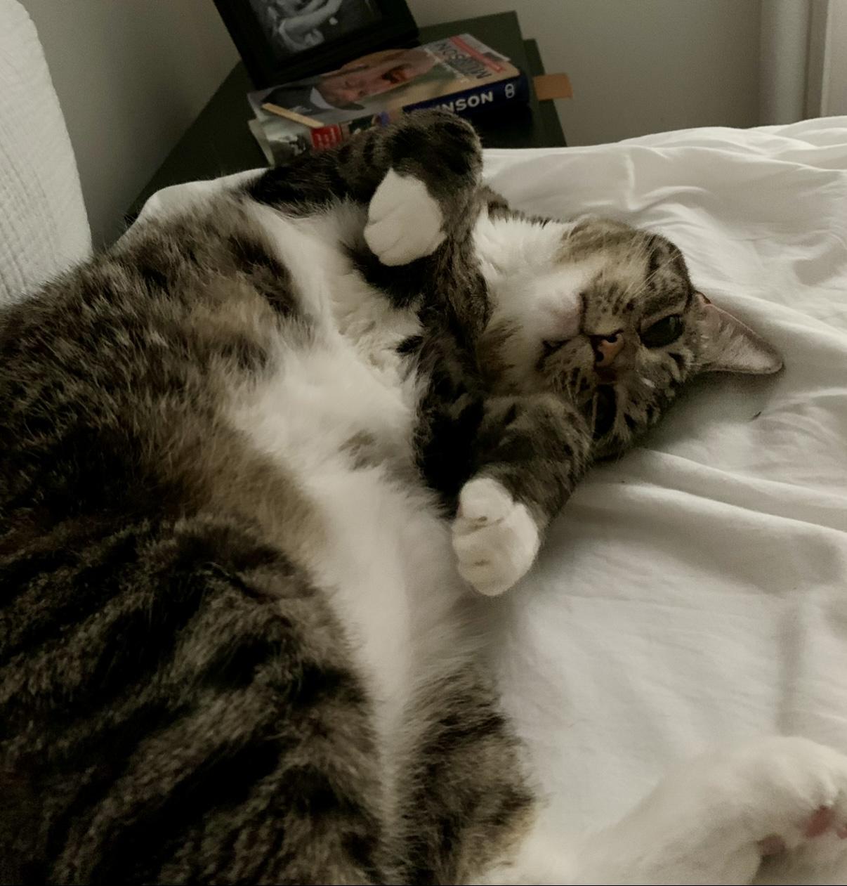 Enlarge Gleyber, a Adoptable Tabby in Bethel, CT image 6/6
