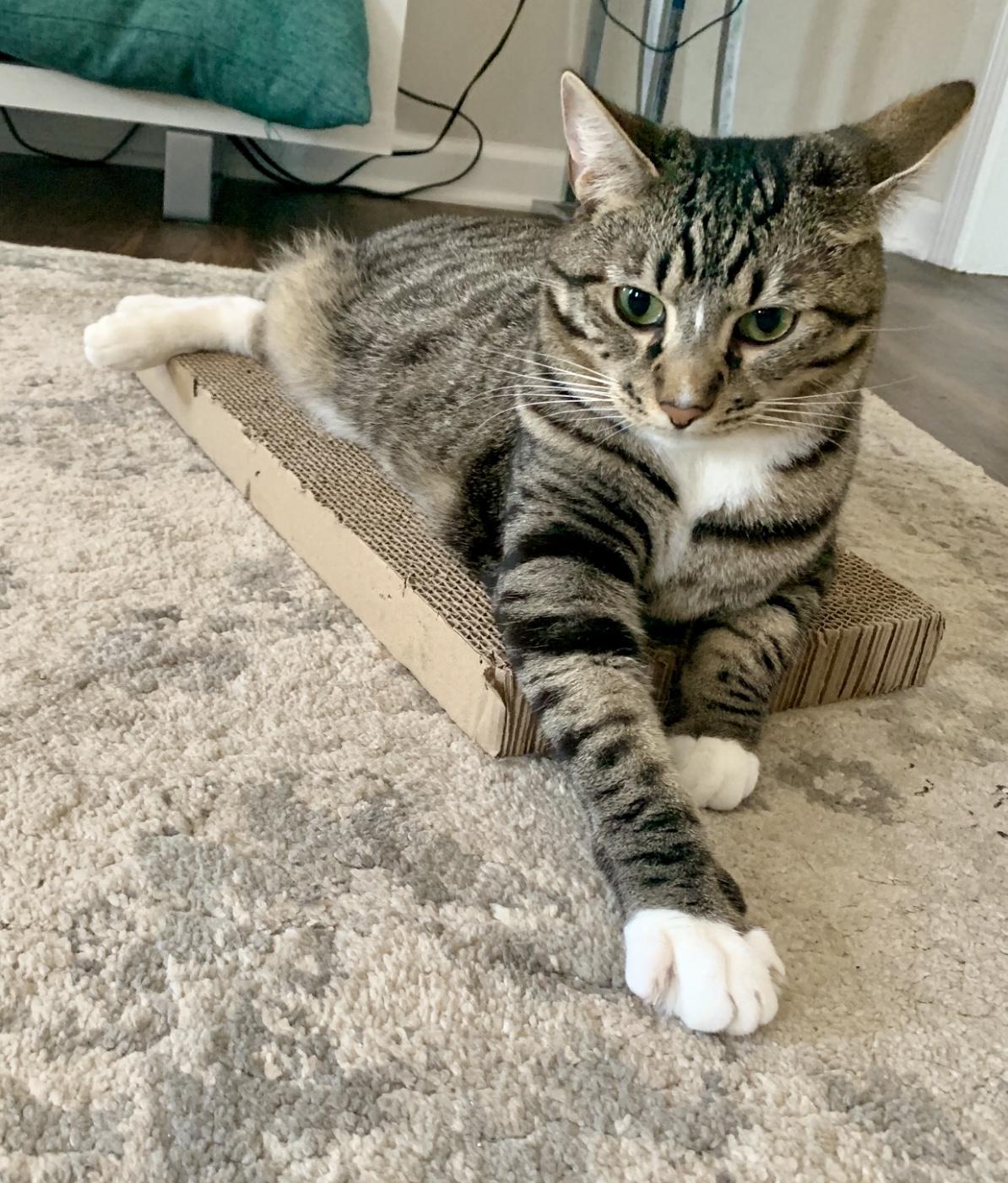 Enlarge Gleyber, a Adoptable Tabby in Bethel, CT image 5/6