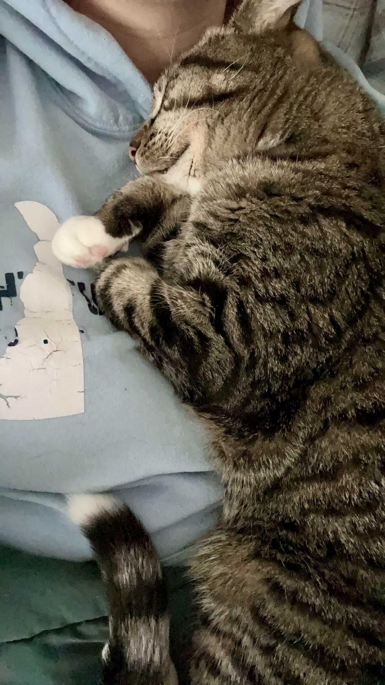 Enlarge Gleyber, a ADOPTABLE Tabby in Bethel, CT image 4/4