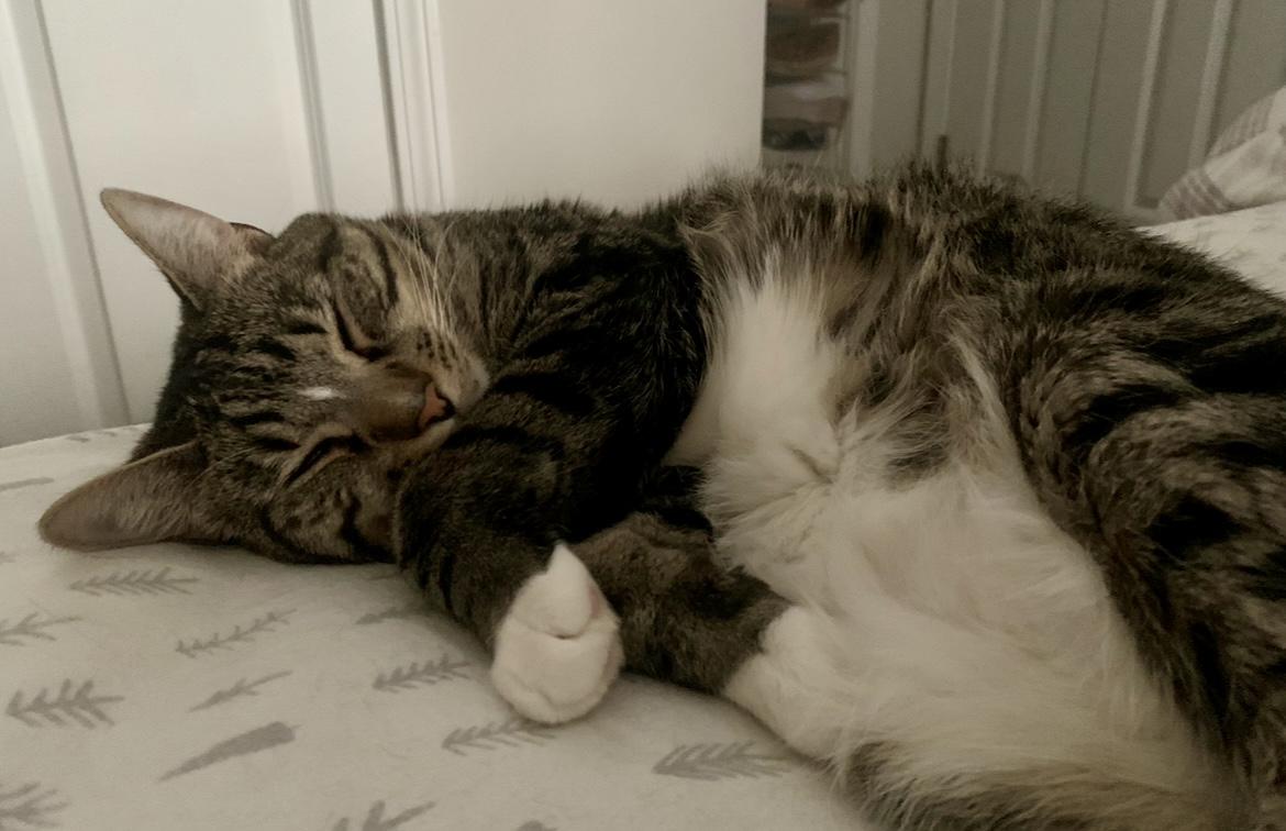 Enlarge Gleyber, a ADOPTABLE Tabby in Bethel, CT image 3/4