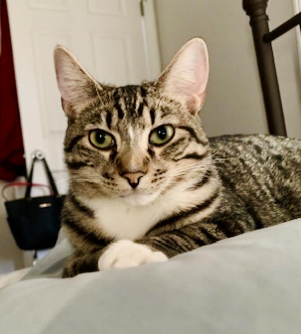 Enlarge Gleyber, a ADOPTABLE Tabby in Bethel, CT image 2/4