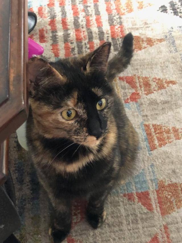 Tommy , Adopted, Young Female Tortoiseshell.