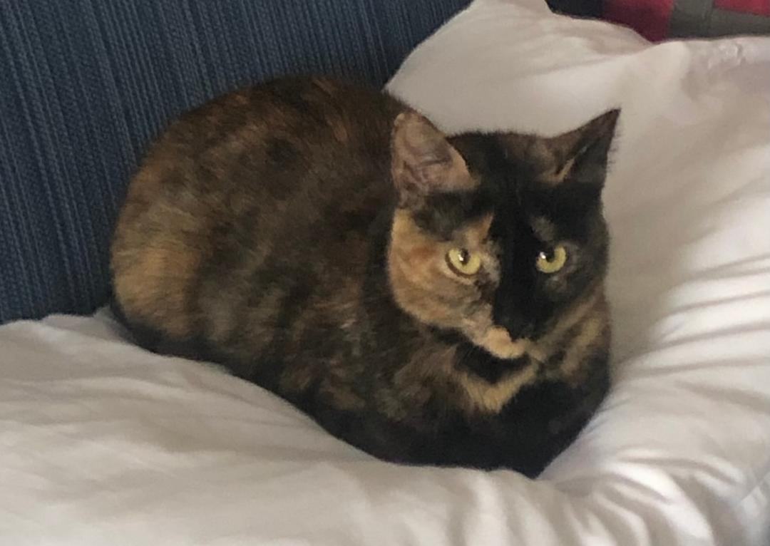 Tommy , Adopted, Young Female Tortoiseshell.
