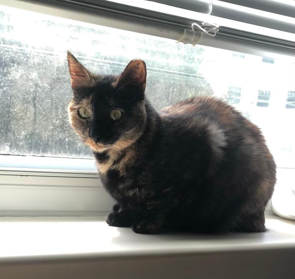 Enlarge Tommy , a Adopted Tortoiseshell in Miami Beach, FL image 3/5