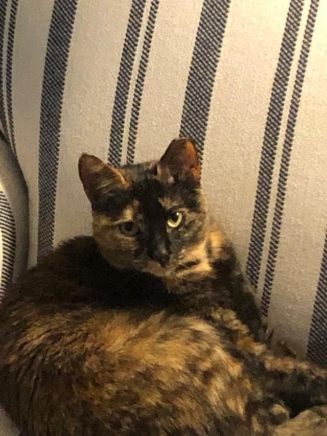 Tommy , Adopted, Young Female Tortoiseshell.