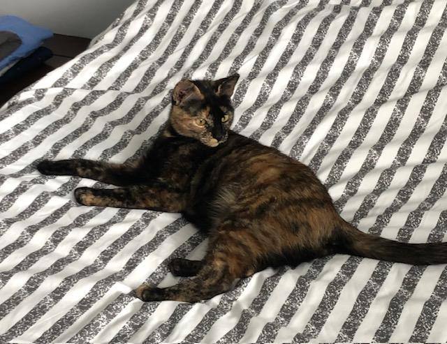 Enlarge Tommy , a Adopted Tortoiseshell in Miami Beach, FL image 5/5