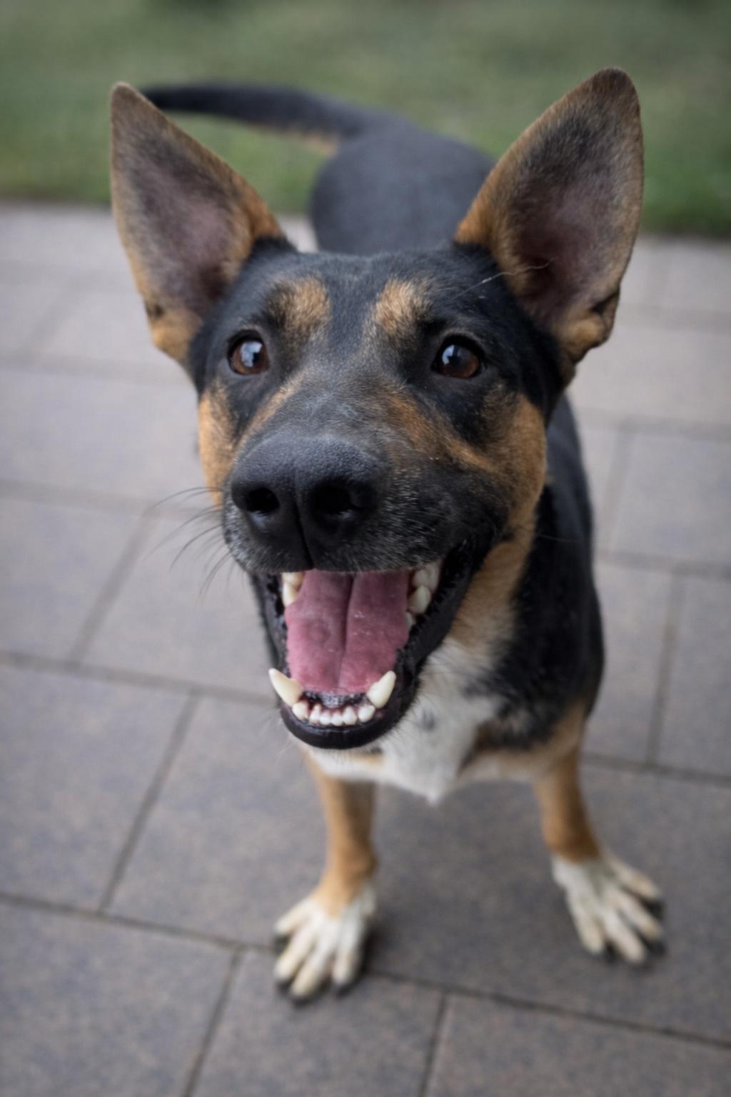 Enlarge DJ, a Adoptable German Shepherd Dog in Rowlett, TX image 2/2