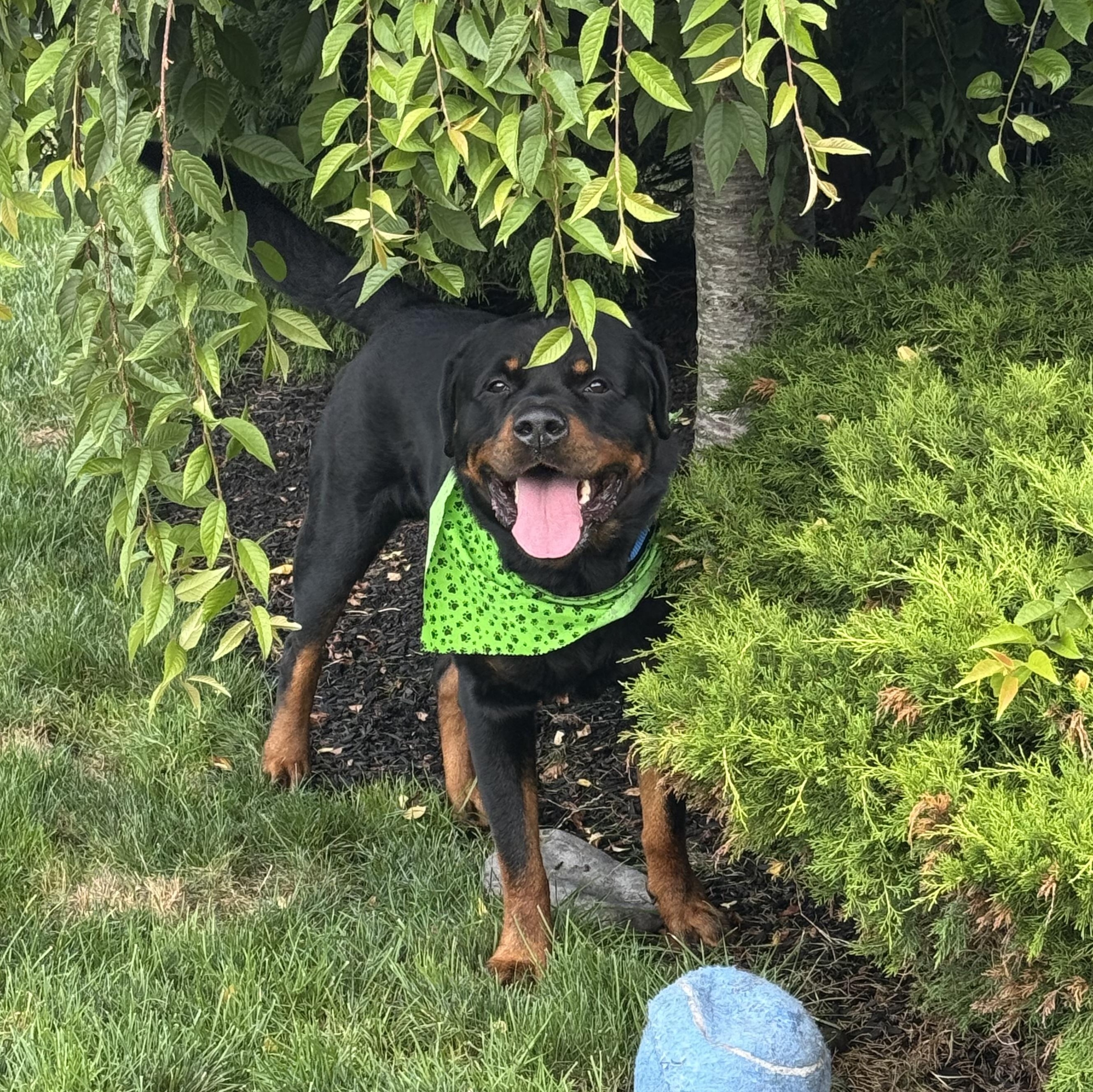 Dexter, a ADOPTABLE Rottweiler in Providence, RI image 1/2