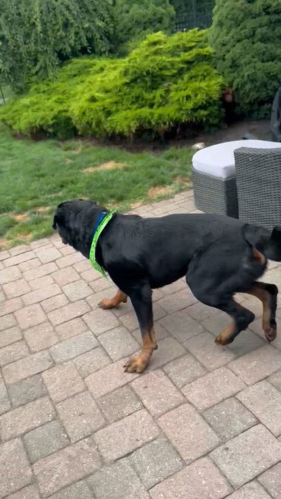 Enlarge Dexter, a ADOPTABLE Rottweiler in Providence, RI video 2/2