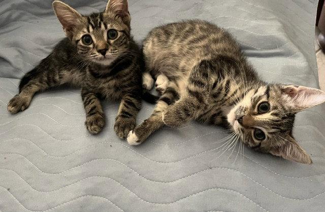 Tiger, Adoptable, Kitten Male Domestic Short Hair.