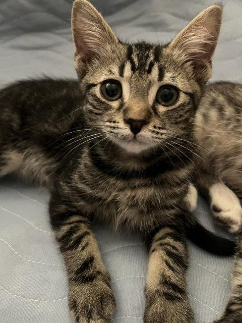 Enlarge Tiger, a Adoptable Domestic Short Hair in Antioch, CA image 2/2