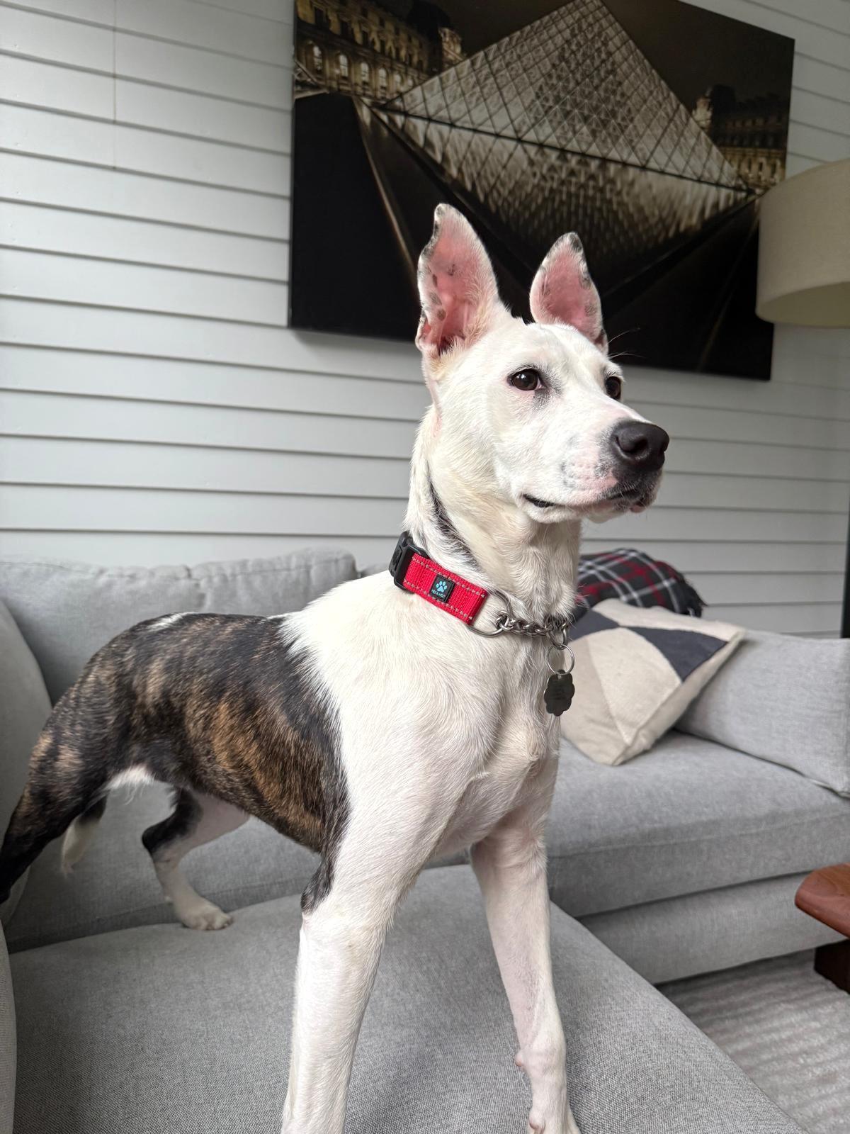 Pepper, Young Female Catahoula Leopard Dog