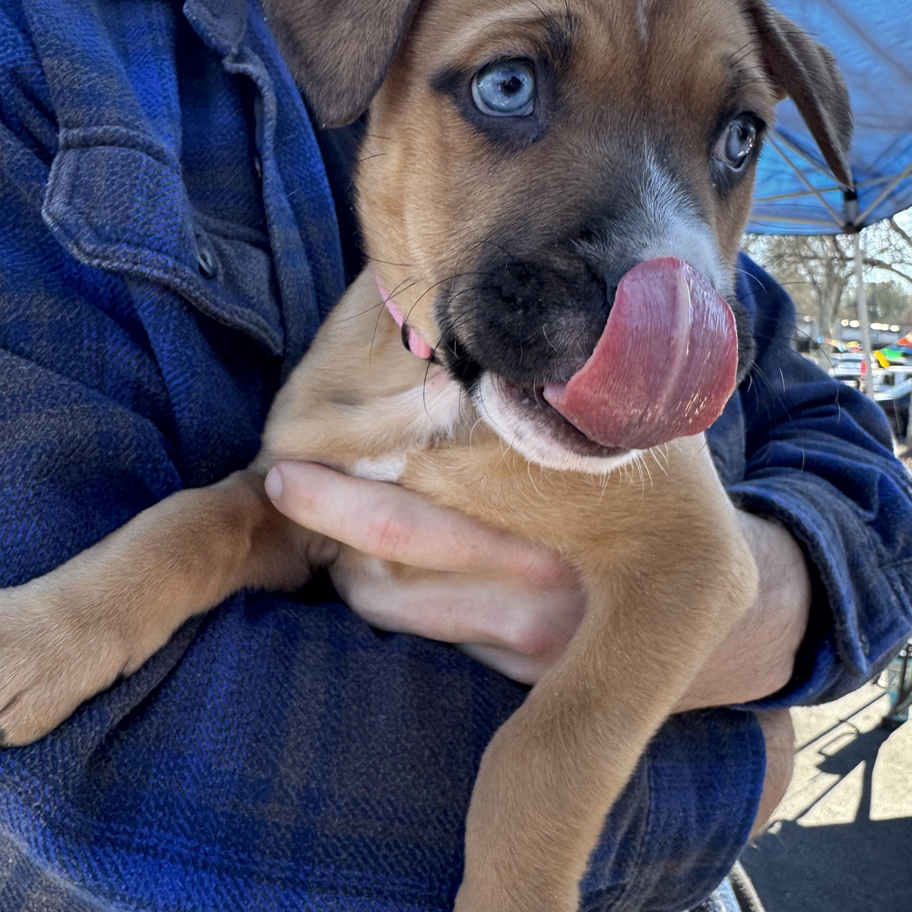 Enlarge French Fry, a ADOPTABLE Mixed Breed in Grayson, GA image 5/5