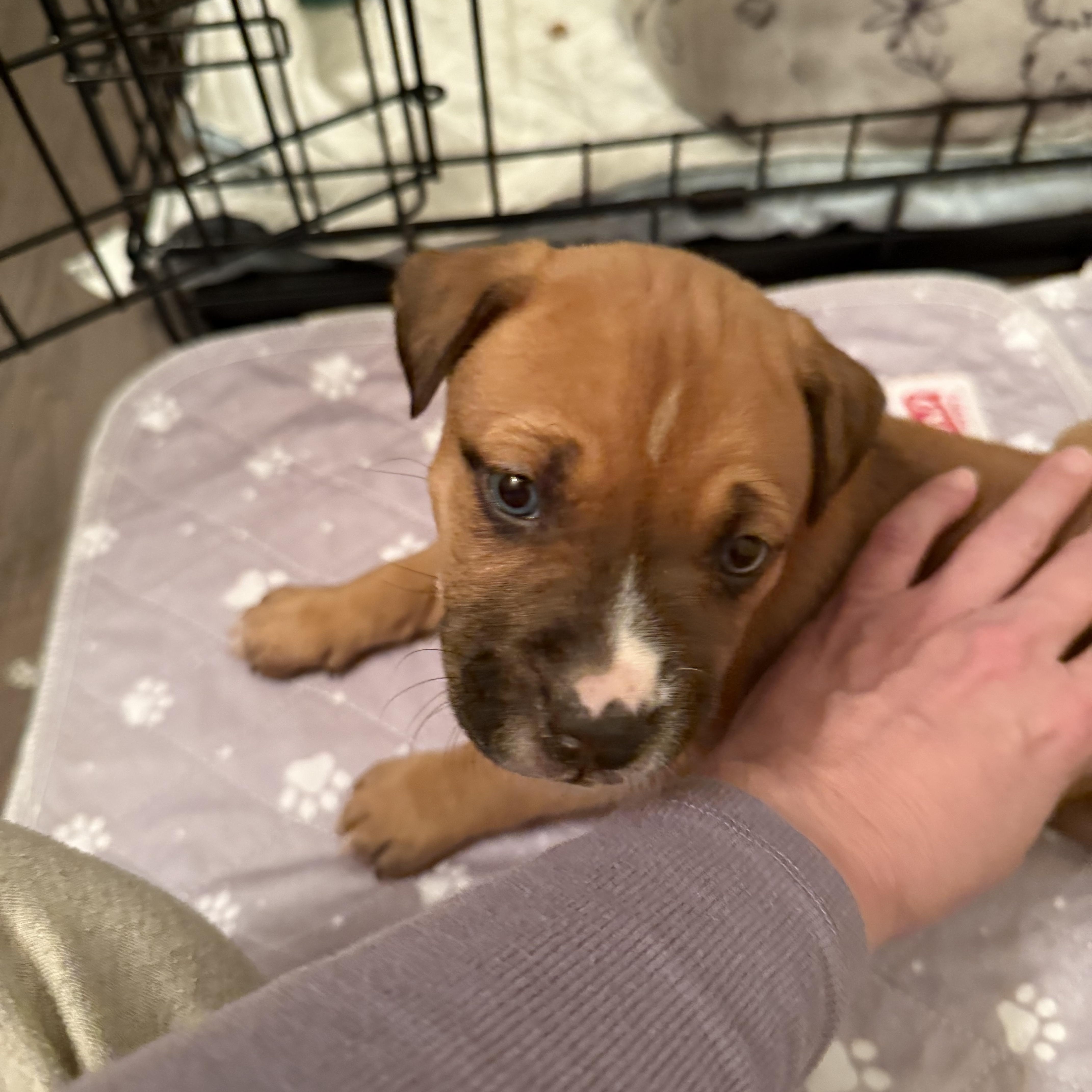 Enlarge French Fry, a ADOPTABLE Mixed Breed in Grayson, GA image 2/5