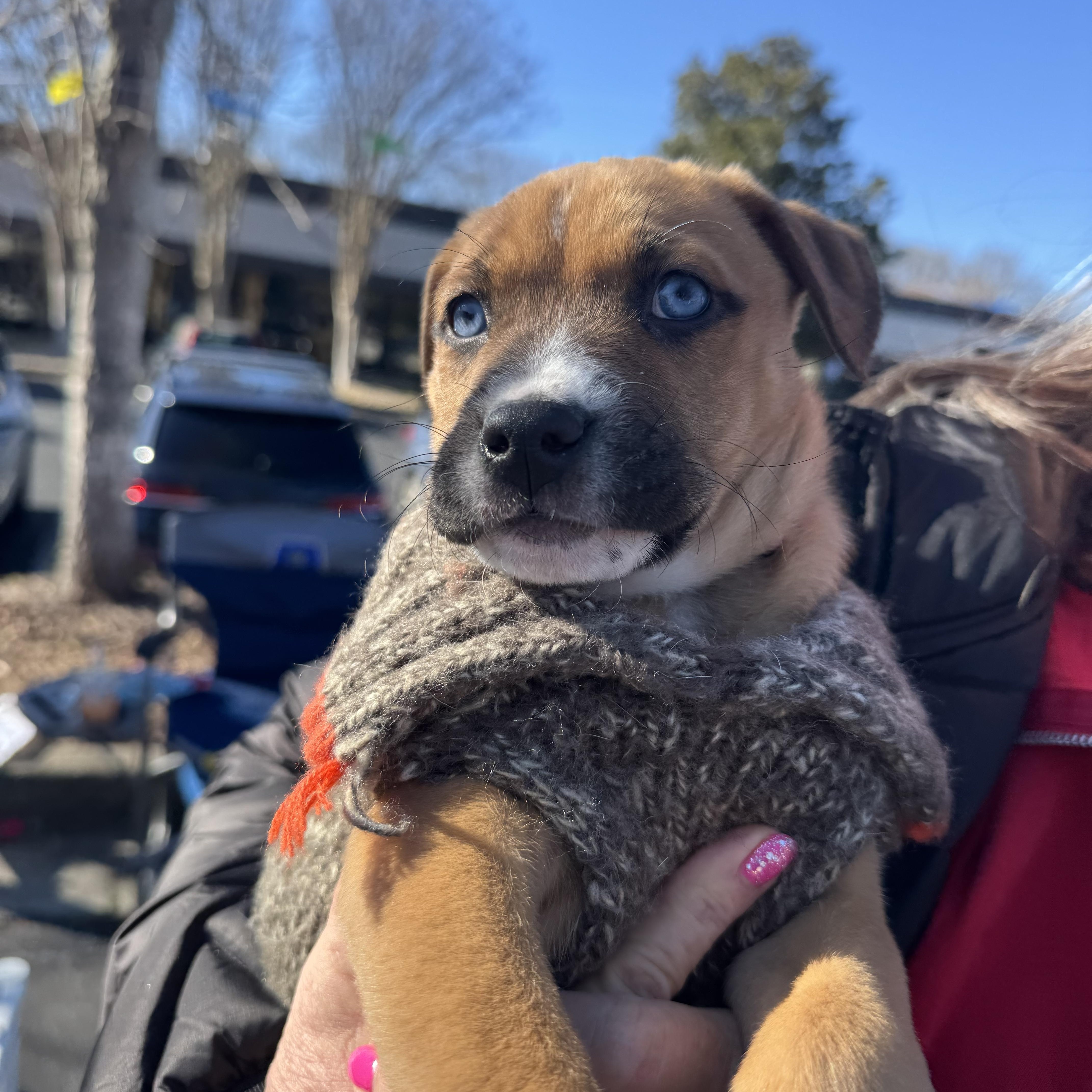 Enlarge French Fry, a ADOPTABLE Mixed Breed in Grayson, GA image 3/5