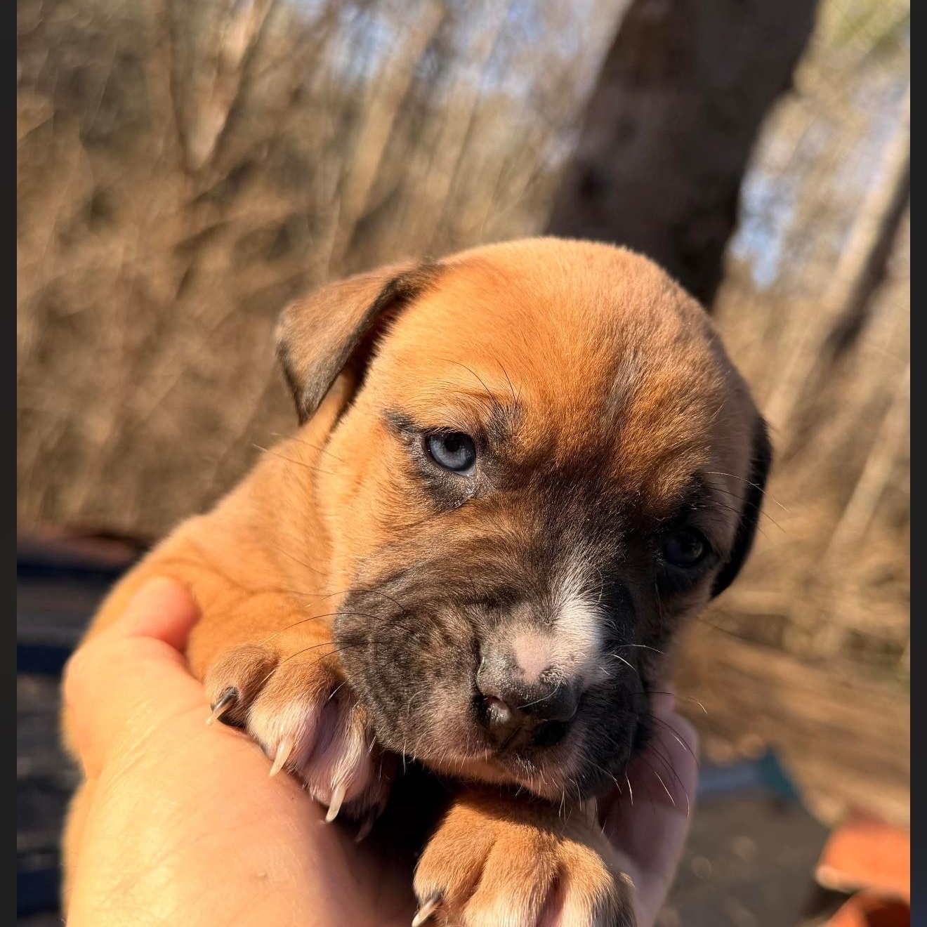French Fry, ADOPTABLE, Puppy Female Mixed Breed.