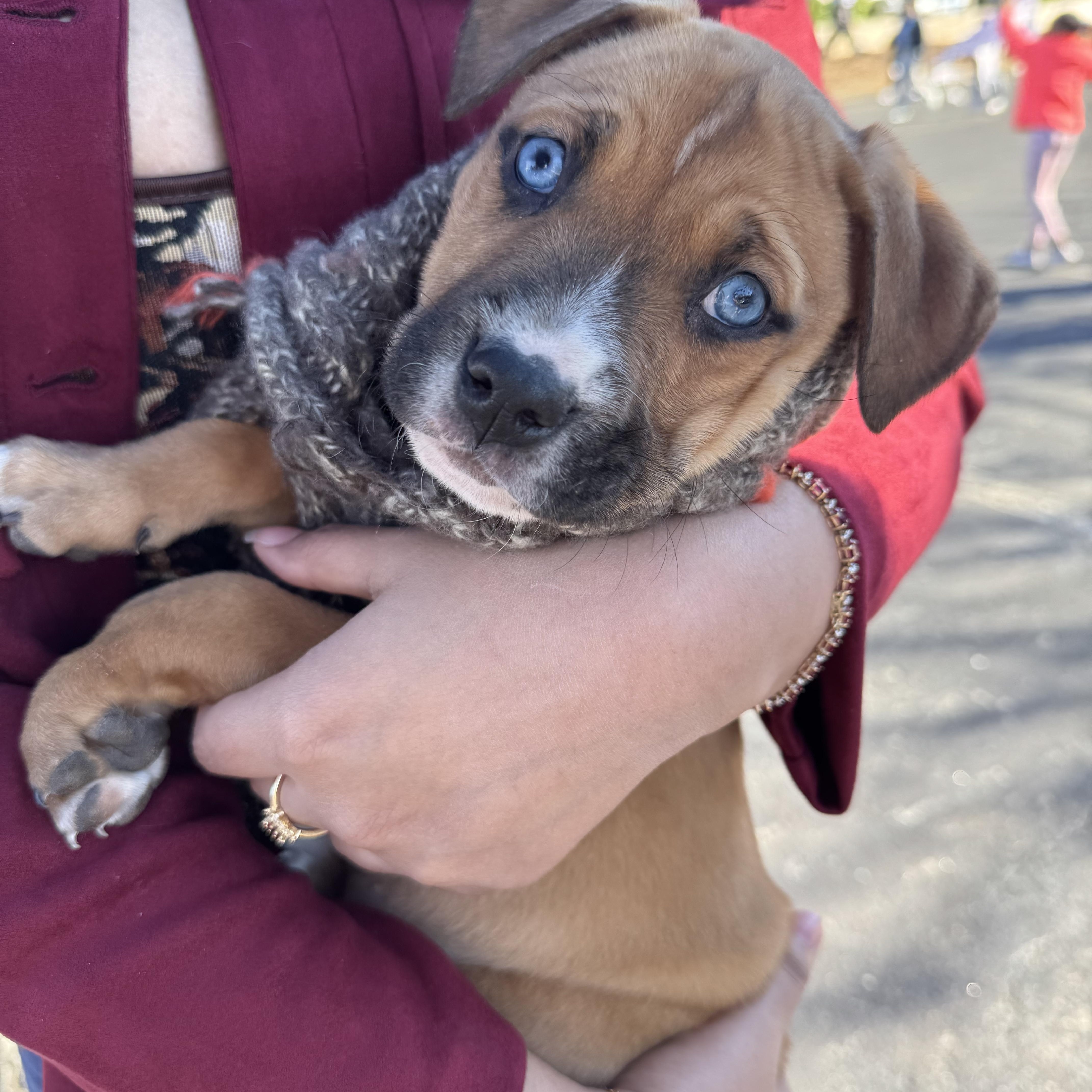 Enlarge French Fry, a ADOPTABLE Mixed Breed in Grayson, GA image 4/5
