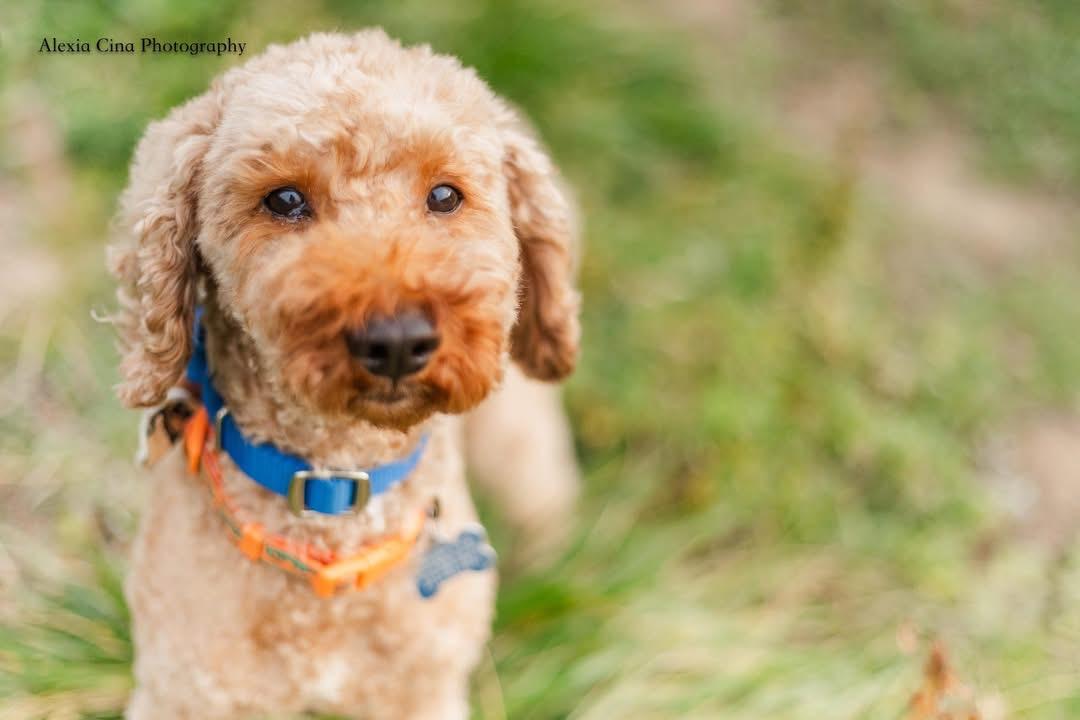 Edamame, Adopted, Adult Male Poodle.