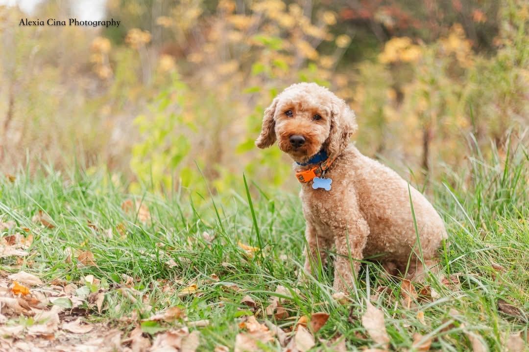 Enlarge Edamame, a Adopted Poodle in Drumbo, ON image 2/4
