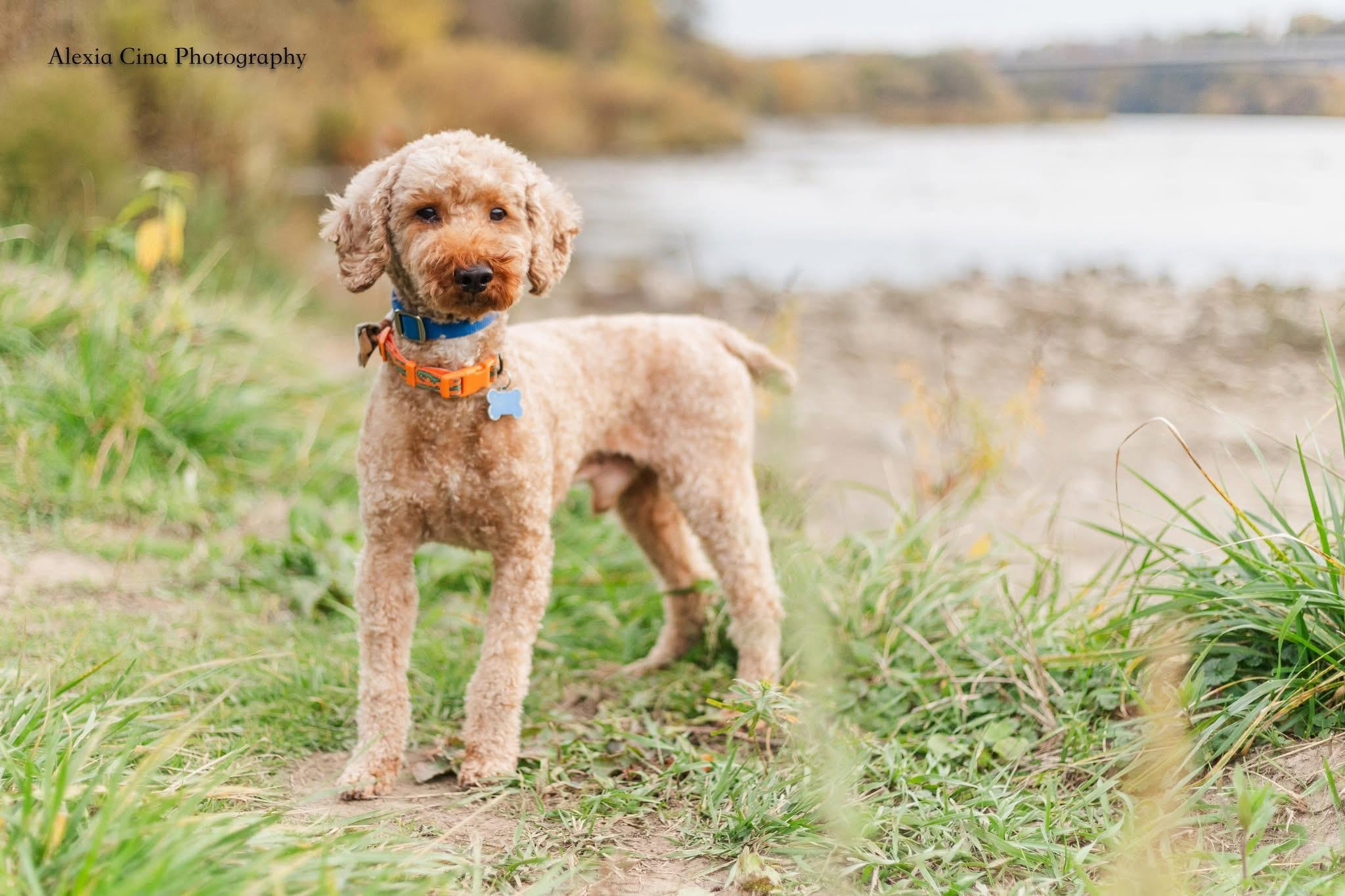 Enlarge Edamame, a Adopted Poodle in Drumbo, ON image 3/4