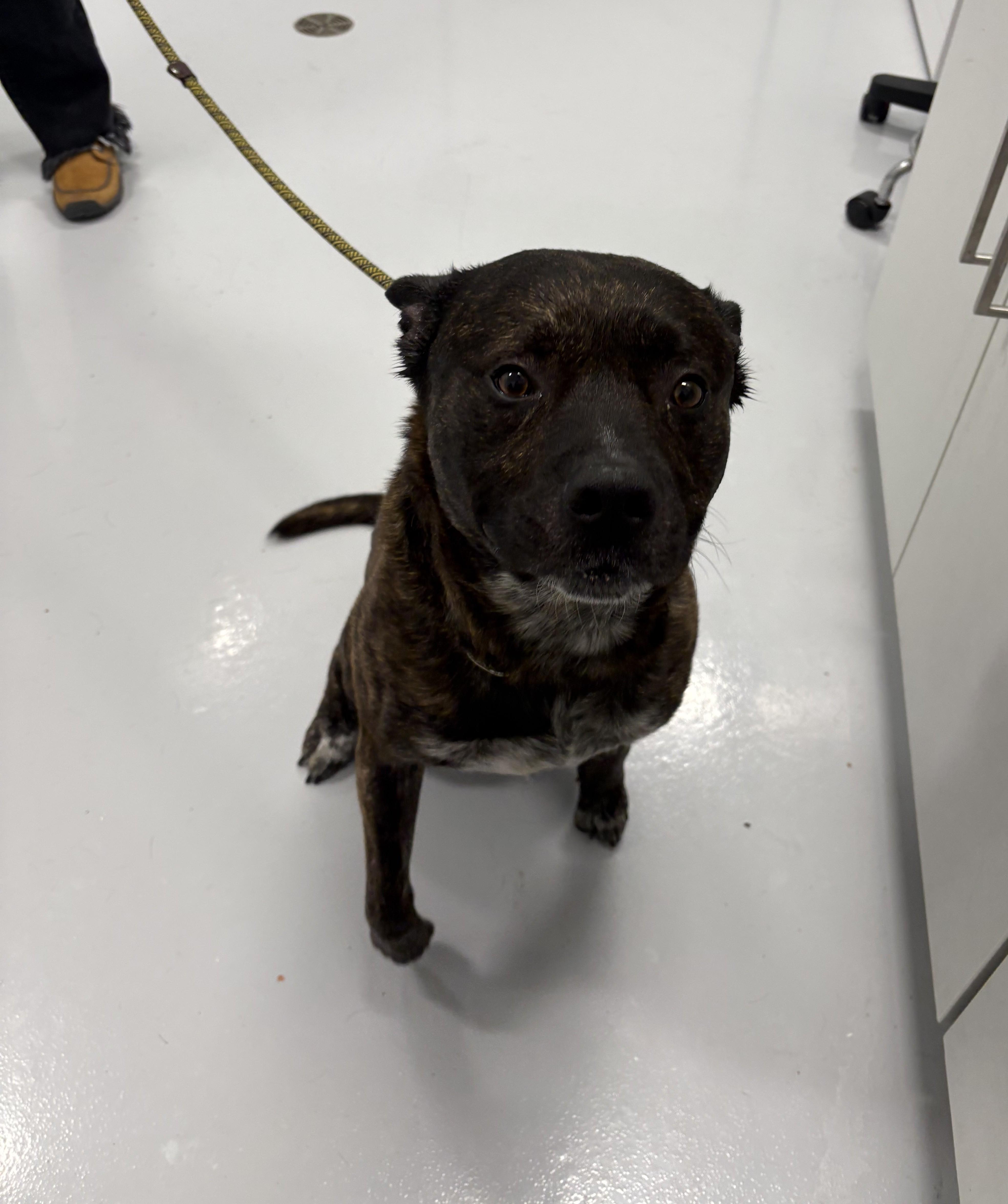 Spud, ADOPTABLE, Adult Male Mixed Breed.