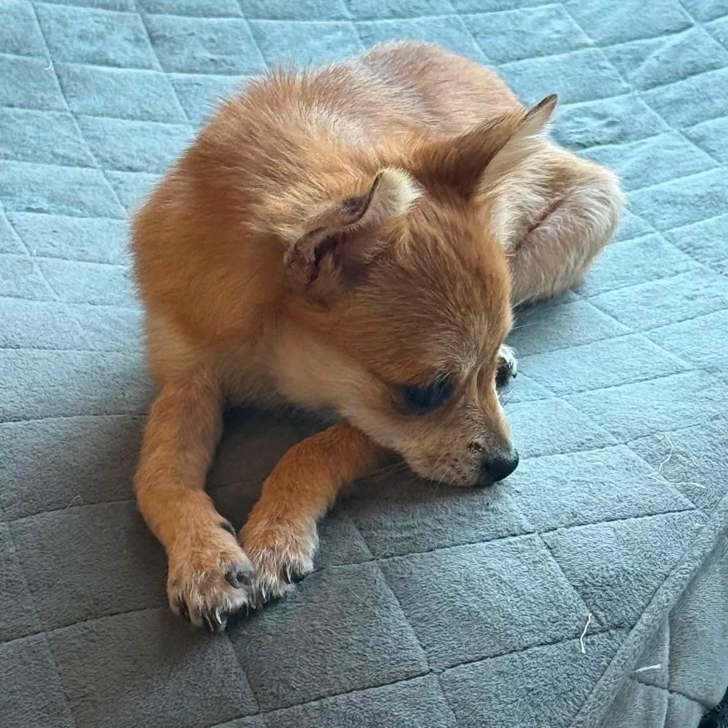 Enlarge Tiny Tina, a Adoptable mixed breed in Lexington, KY image 2/5