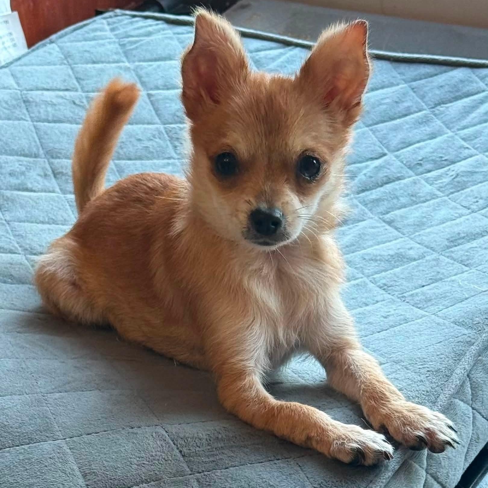 Enlarge Tiny Tina, a Adoptable mixed breed in Lexington, KY image 1/5