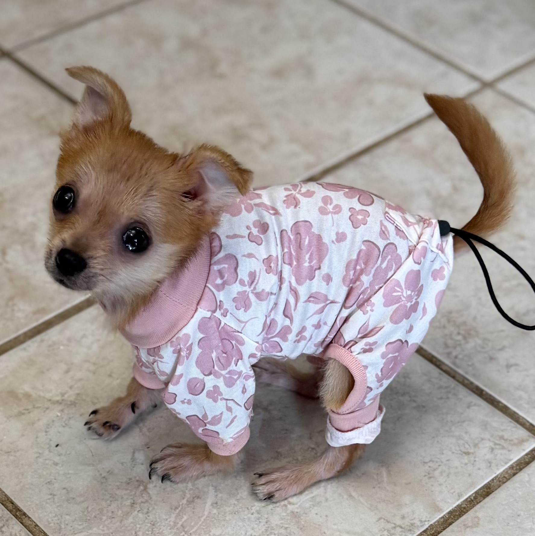 Enlarge Tiny Tina, a Adoptable mixed breed in Lexington, KY image 4/5