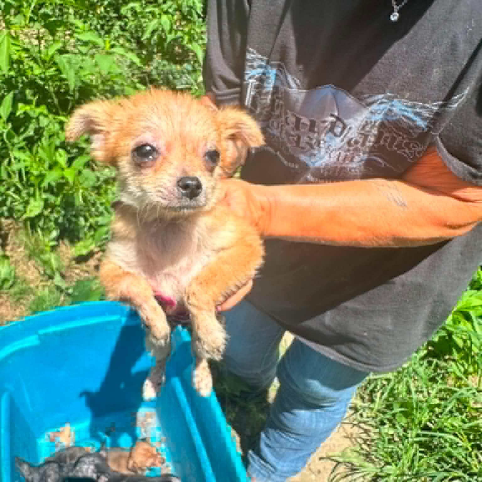 Enlarge Tiny Tina, a Adoptable mixed breed in Lexington, KY image 5/5