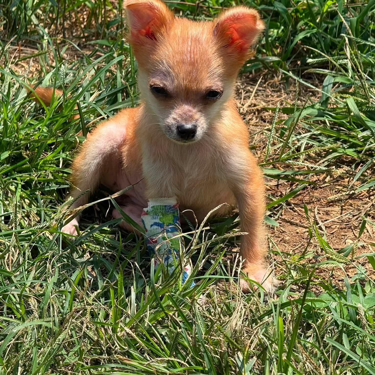 Enlarge Tiny Tina, a Adoptable mixed breed in Lexington, KY image 3/5
