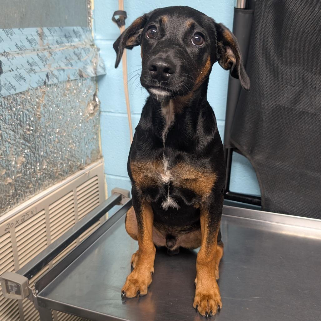 Radar, Adoptable, Young Male Mixed Breed.