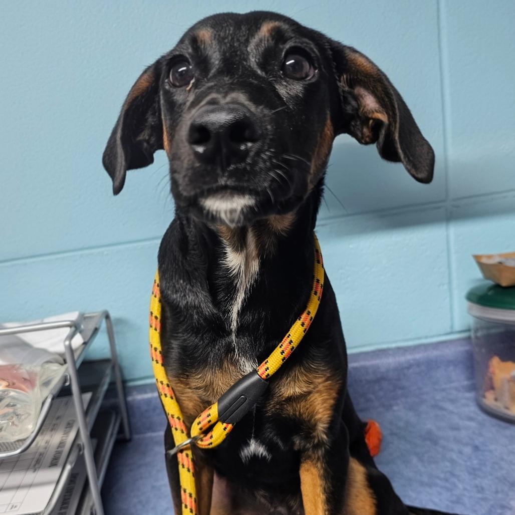 Enlarge Radar, a Adoptable Mixed Breed in Chatsworth, CA image 2/5