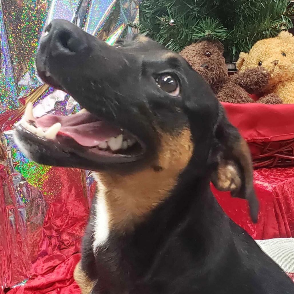 Enlarge Radar, a Adoptable Mixed Breed in Chatsworth, CA image 3/5