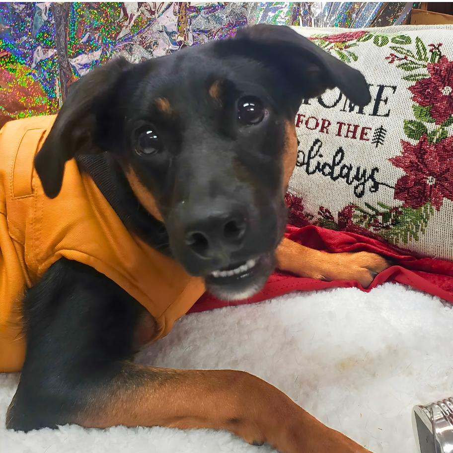 Enlarge Radar, a Adoptable Mixed Breed in Chatsworth, CA image 4/5