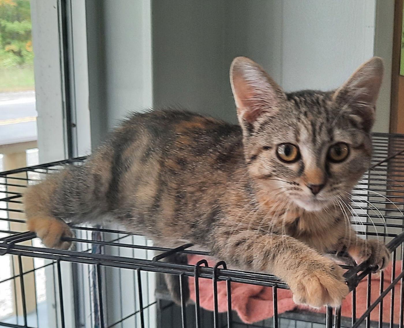 Chan, Adoptable, Kitten Female Domestic Medium Hair.