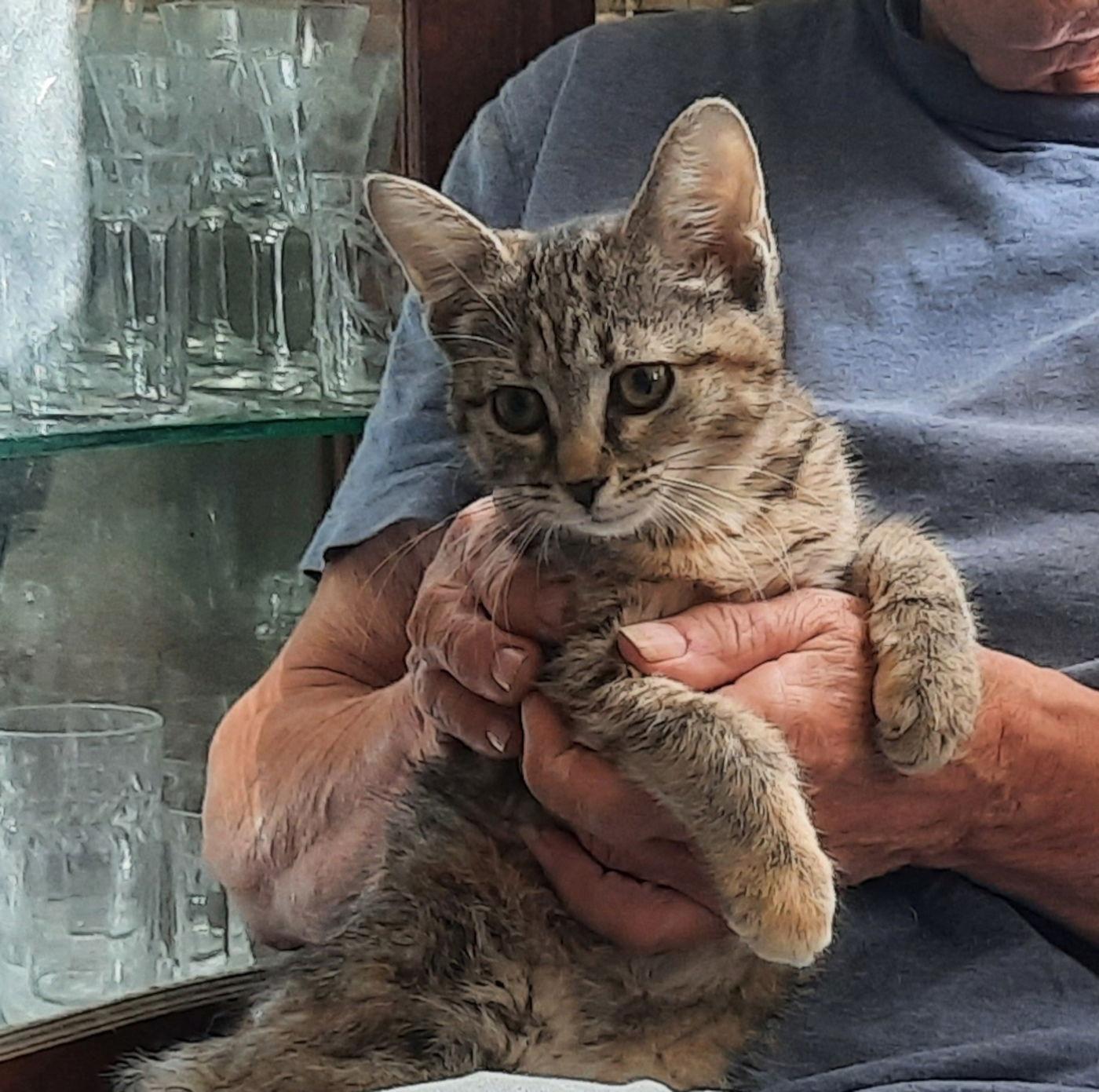 Chan, a Adoptable Domestic Medium Hair in Mcconnelsville, OH image 2/3