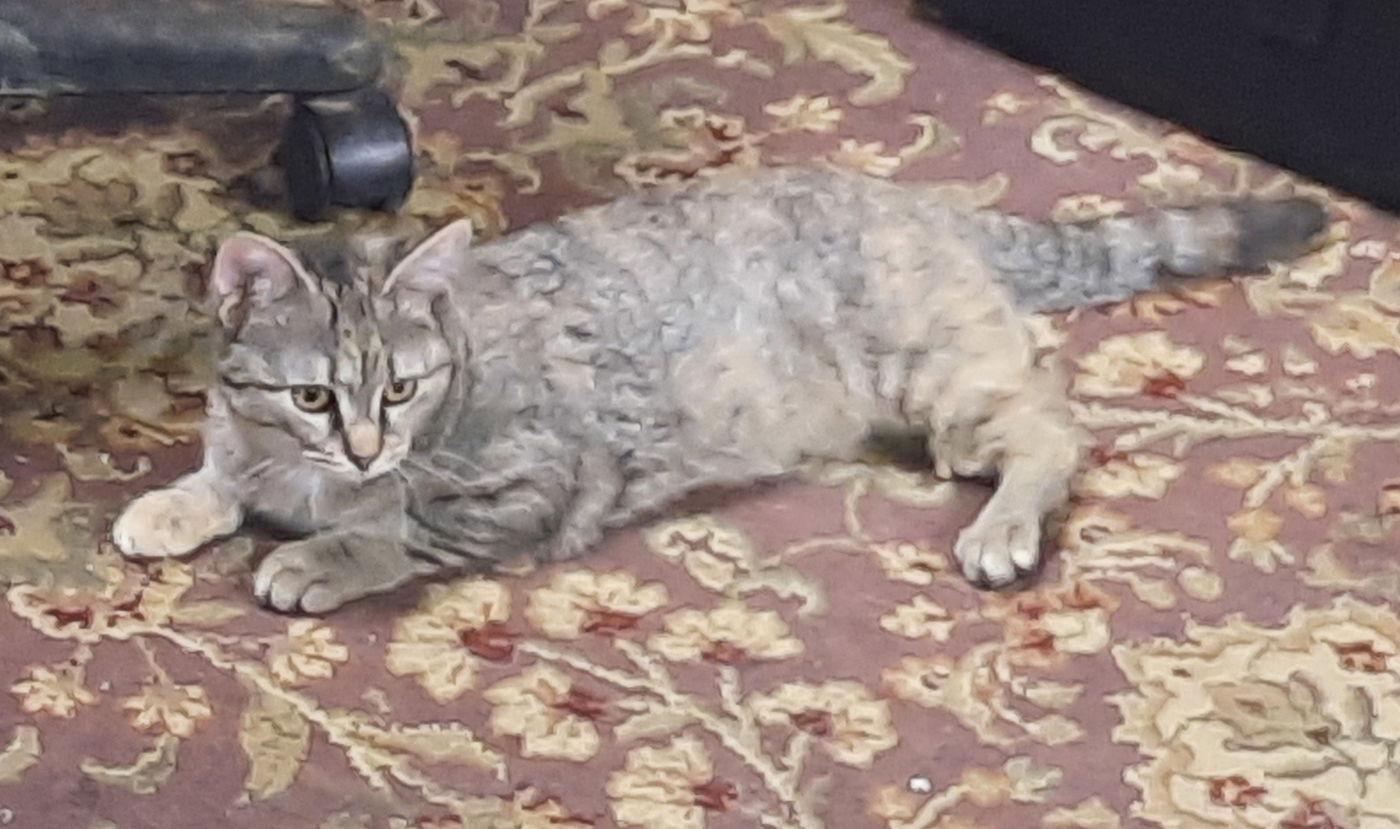 Chan, Adoptable, Kitten Female Domestic Medium Hair.