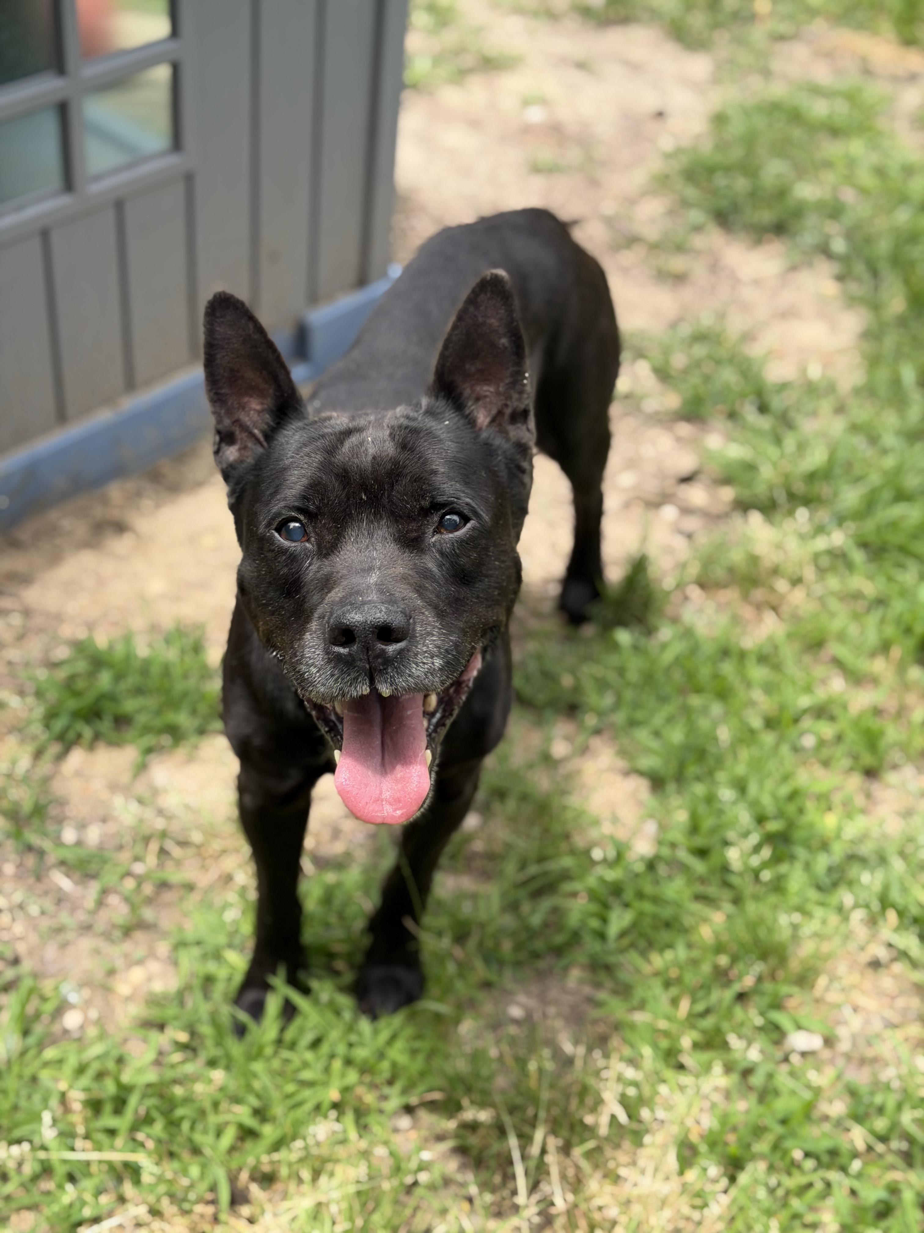 Enlarge Knix, a ADOPTABLE mixed breed in Petersburg, VA image 2/6