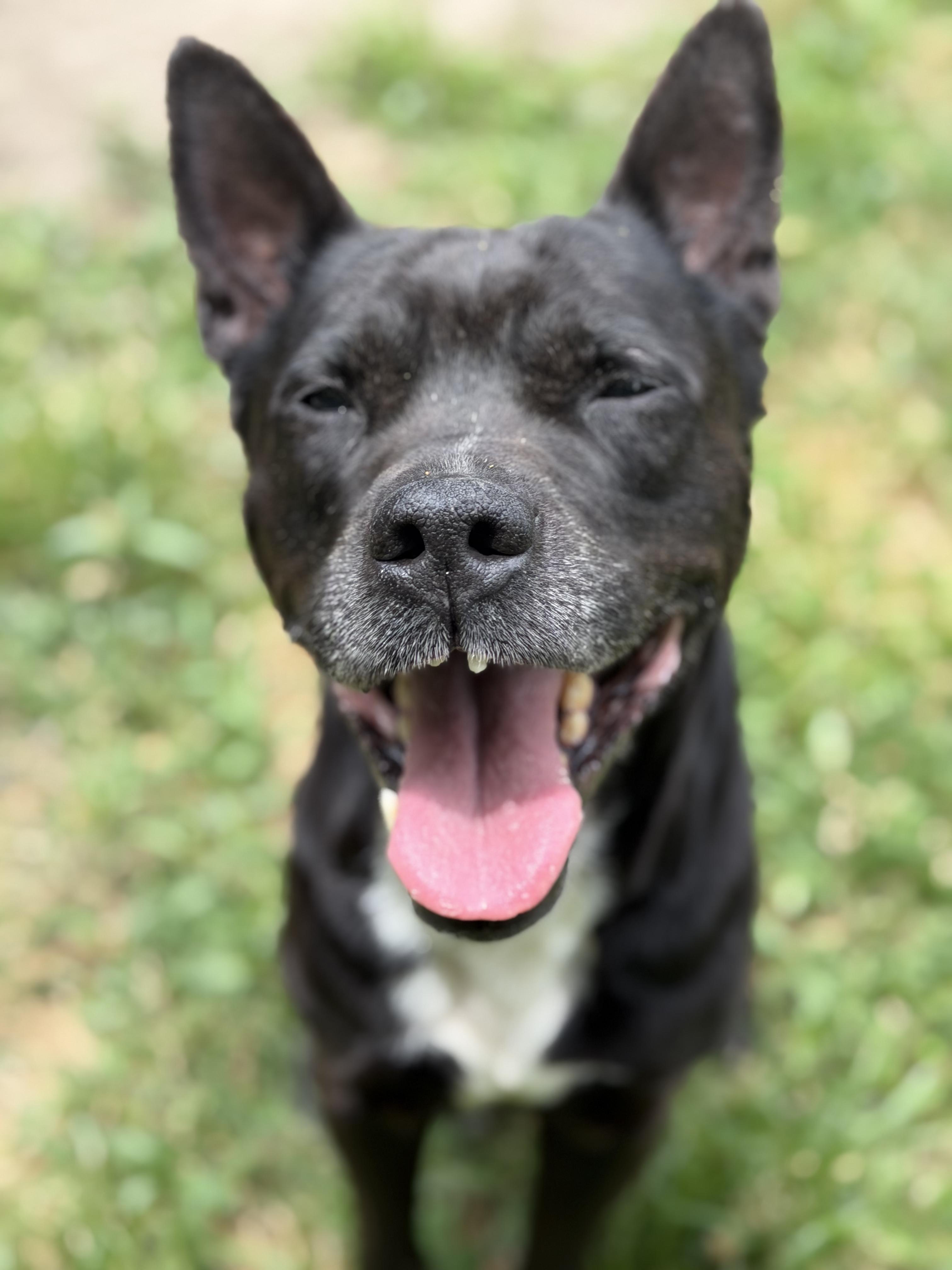 Enlarge Knix, a ADOPTABLE mixed breed in Petersburg, VA image 3/6