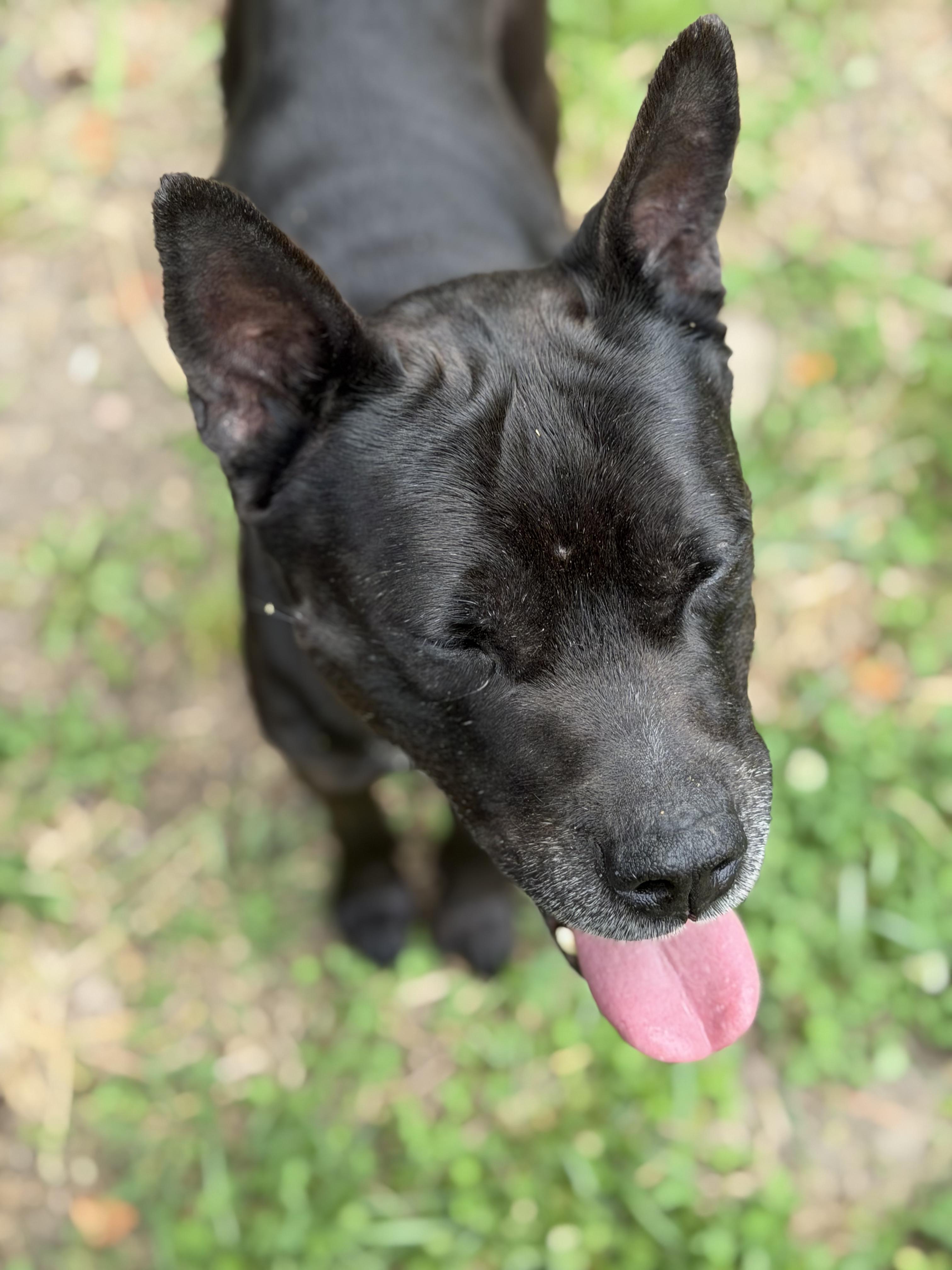 Enlarge Knix, a ADOPTABLE mixed breed in Petersburg, VA image 4/6