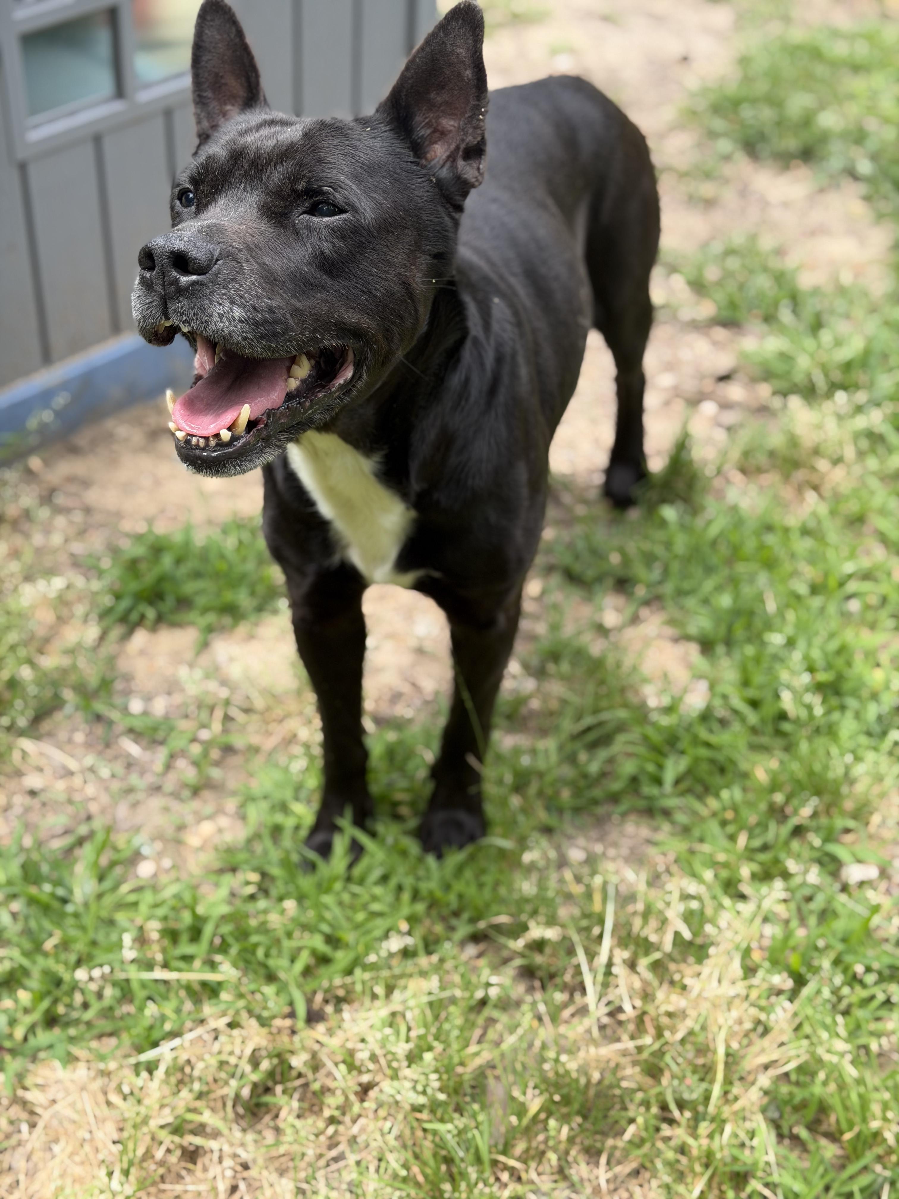 Enlarge Knix, a ADOPTABLE mixed breed in Petersburg, VA image 6/6