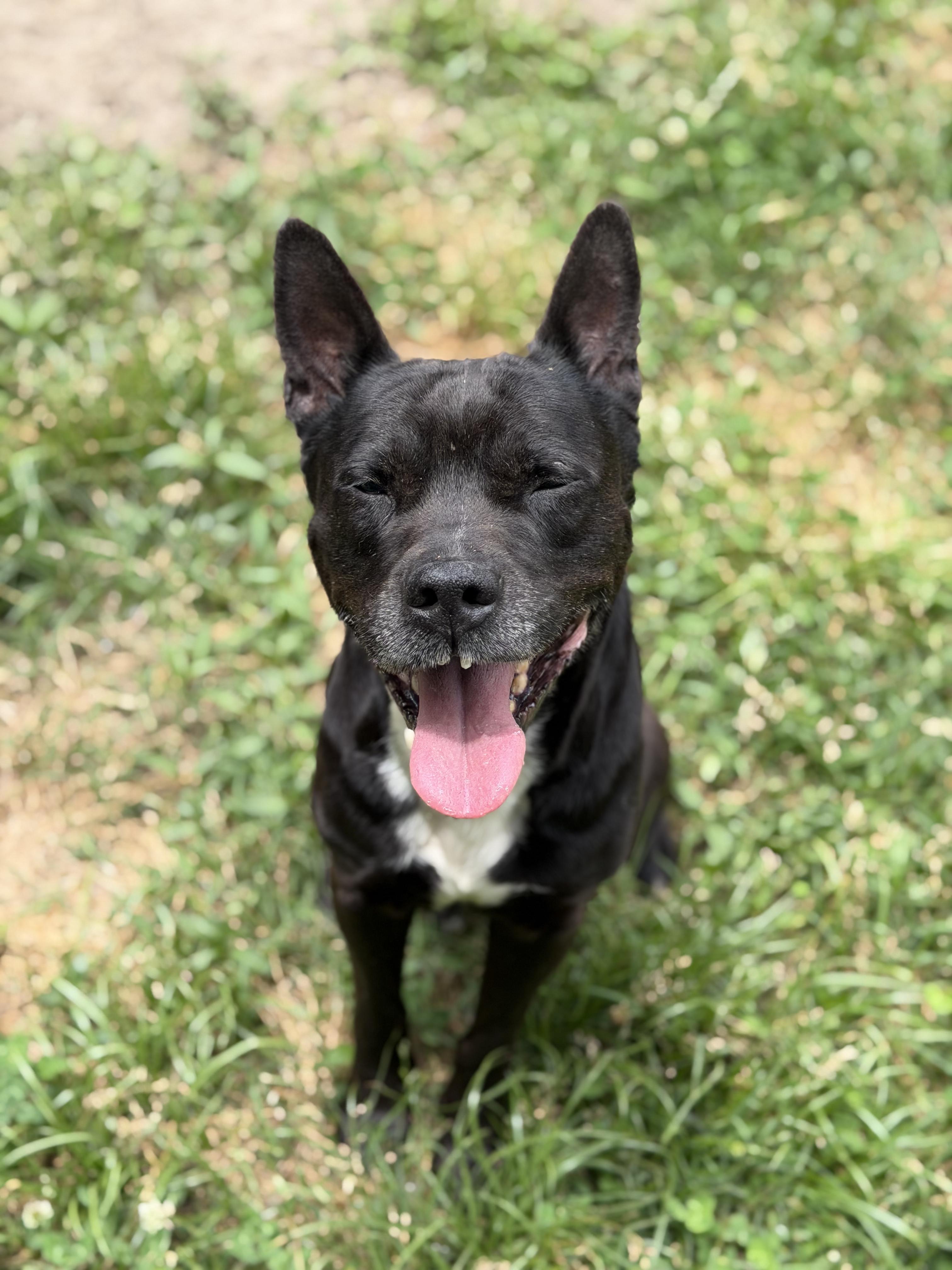 Enlarge Knix, a ADOPTABLE mixed breed in Petersburg, VA image 5/6
